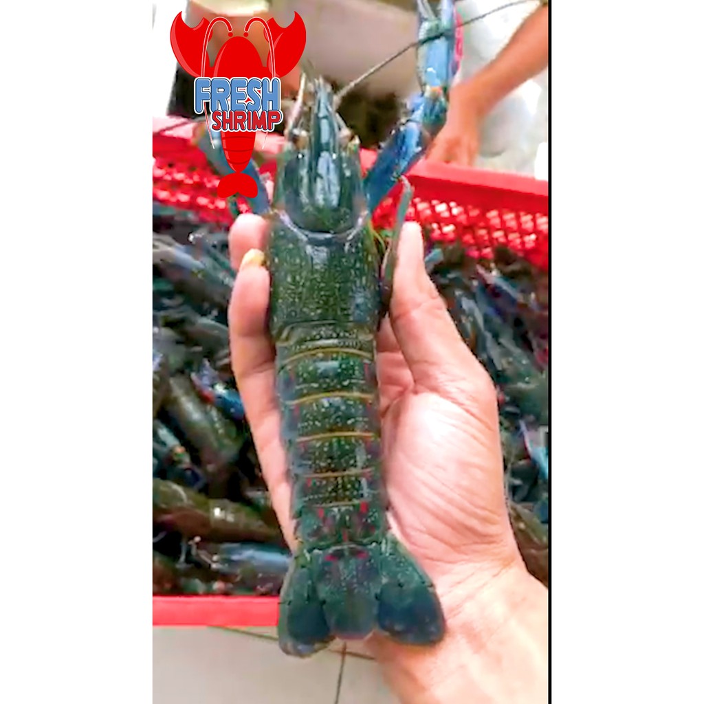 

Ready Stock 1 Ton / bulan LOBSTER AIR TAWAR