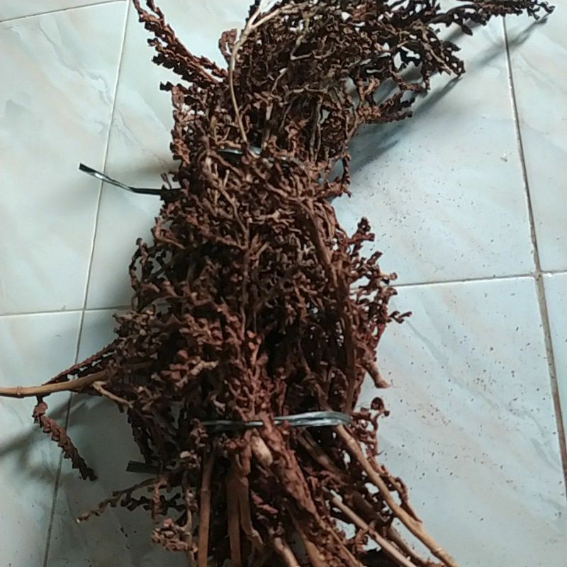 Tangkai biji rotan bahan mahar rustic ranting kering