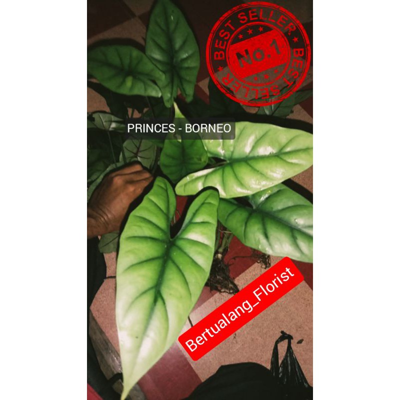 TANAMAN ALOCASIA Princeps PRINCES BORNEO / Alokasia Princes Borneo