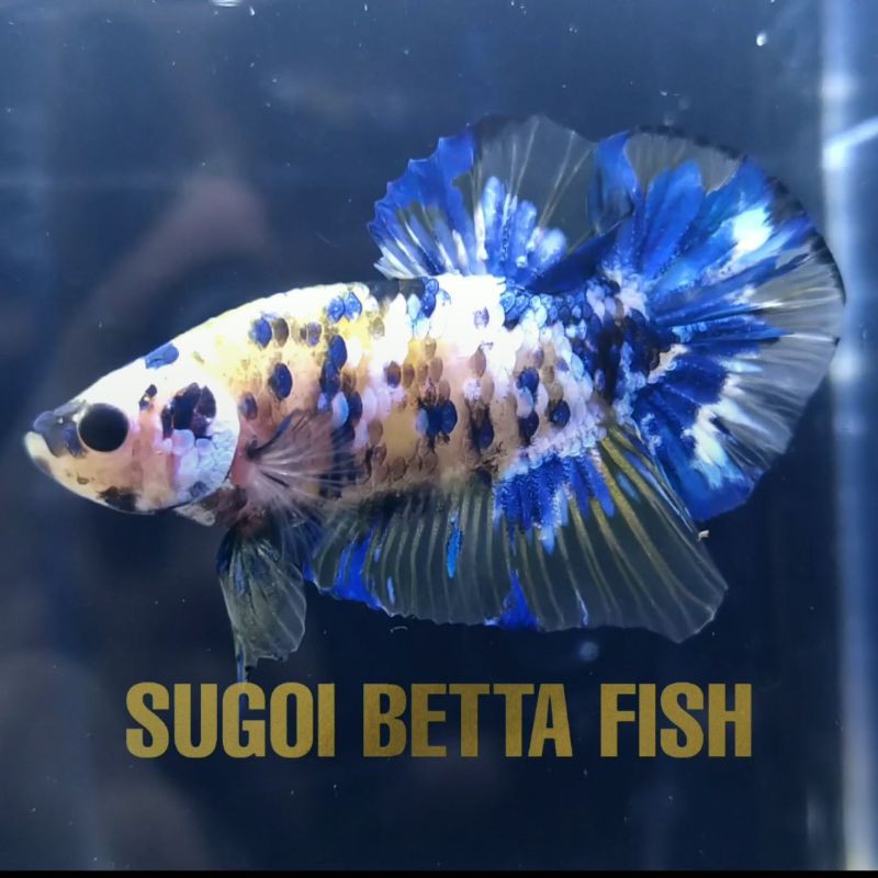 cupang yellow koi galaxy | betta yellow koi galaxy