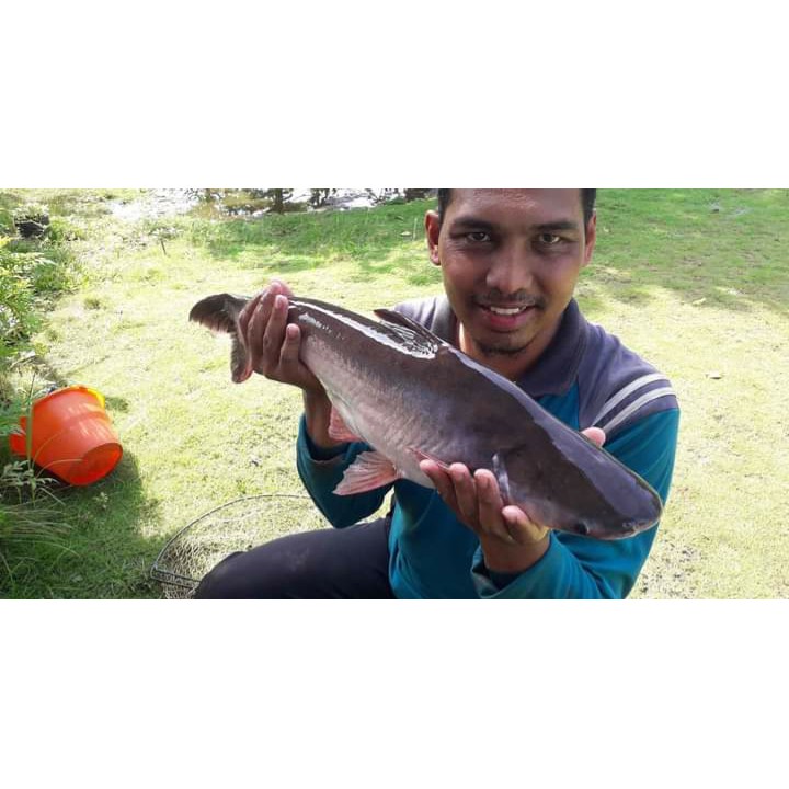 

Ikan Patin
