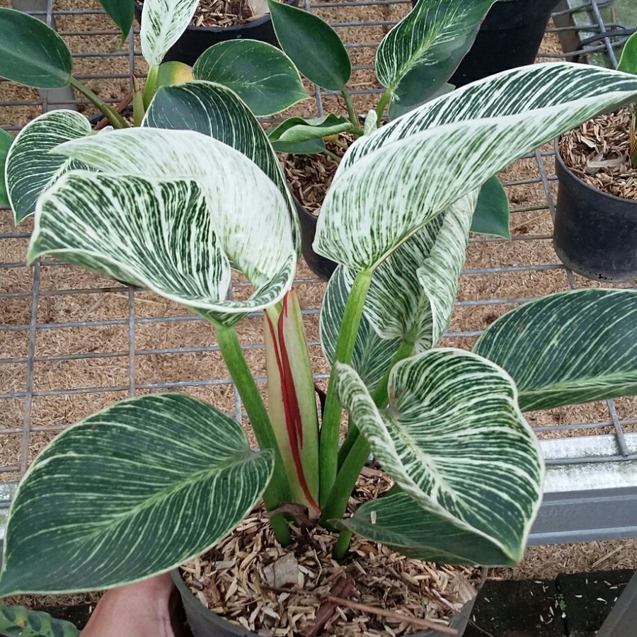 Philodendron birkin - Tanaman hias Philodendron Birkin