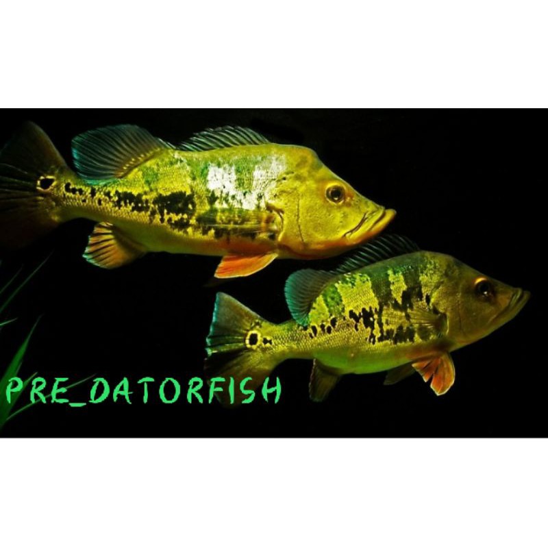 baby pbass mono 4-5cm