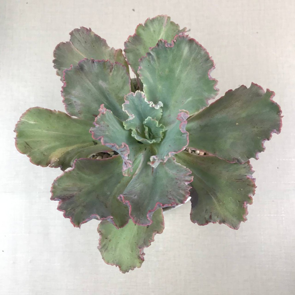 Kaktus Sukulen (Echveria Shaviana Medium Size) Tanaman Hias Hidup