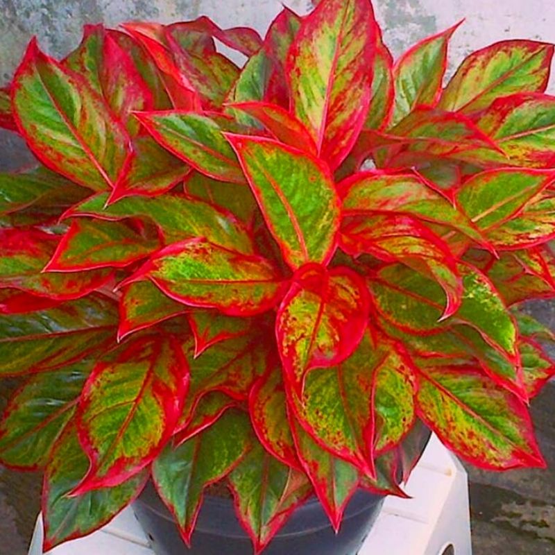 PROMO { BISA COD } Aglonema Lipstik Siam Aurora Merah | Tanaman Hias Bunga Aglonema Lipstik Siam Aur