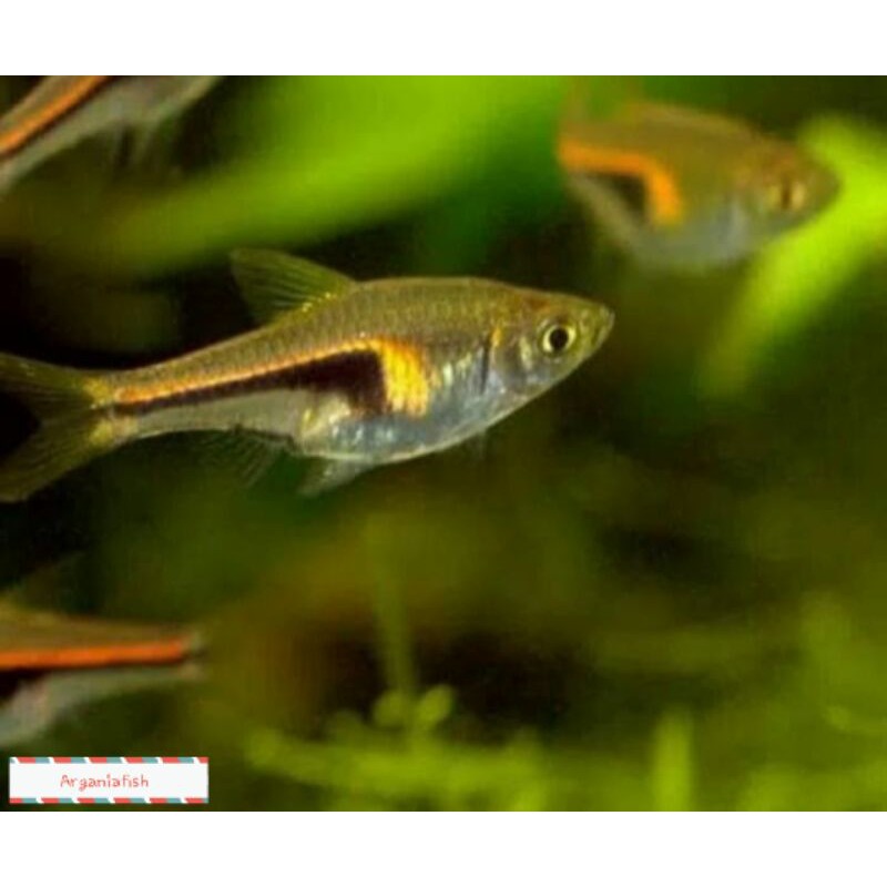 rasbora hengli