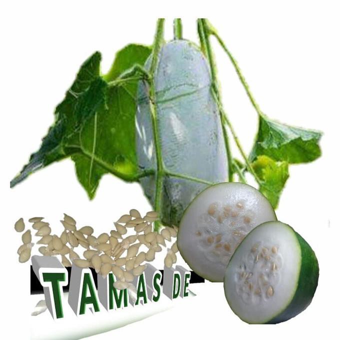 Bibit Buah Beligo atau kundur