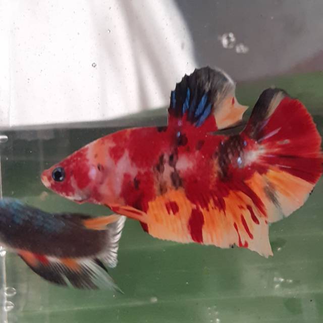 Jual ikan cupang#emerald#galaxy#koi#blueblack#nemo#dragon#