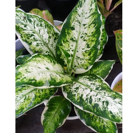 Diven Lukisan Cinta Tanaman Hias Aglonema Diven Lukisan Cinta Tanaman Berkualitas