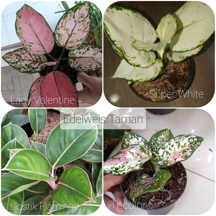Paket 4 Jenis Aglonema Murah/Paket Murah Aglonema