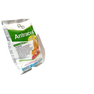 racun/obat Fungisida Antracol 250gr mengatasi busuk batang ...