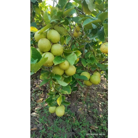 

lemon segar fresh petik saat akan dikirim