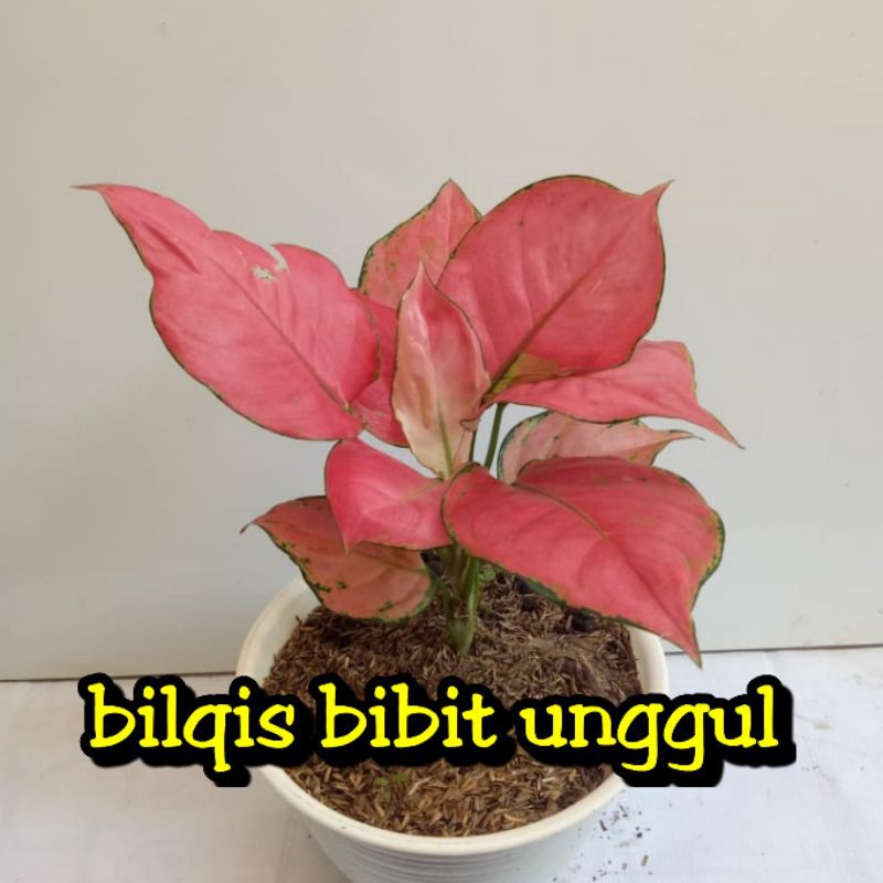 bunga aglonema pink catrina_bunga aglonema pink Katrina (bunga aglonema)