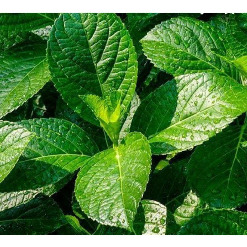 

tanaman keji beling per 1 tangkai tanaman pecah beling