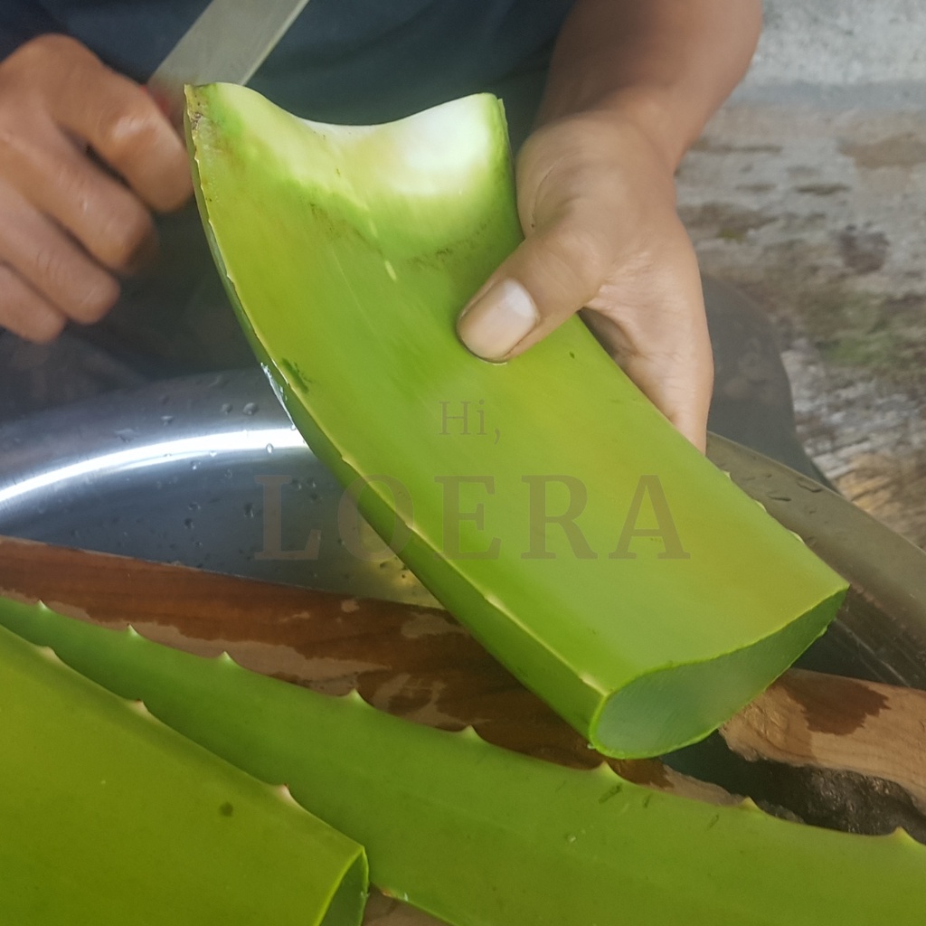 

Pelepah Batang Lidah Buaya Aloe Vera Aloevera Leaf Jumbo Pontianak Ukuran ebih dari 600 Gram