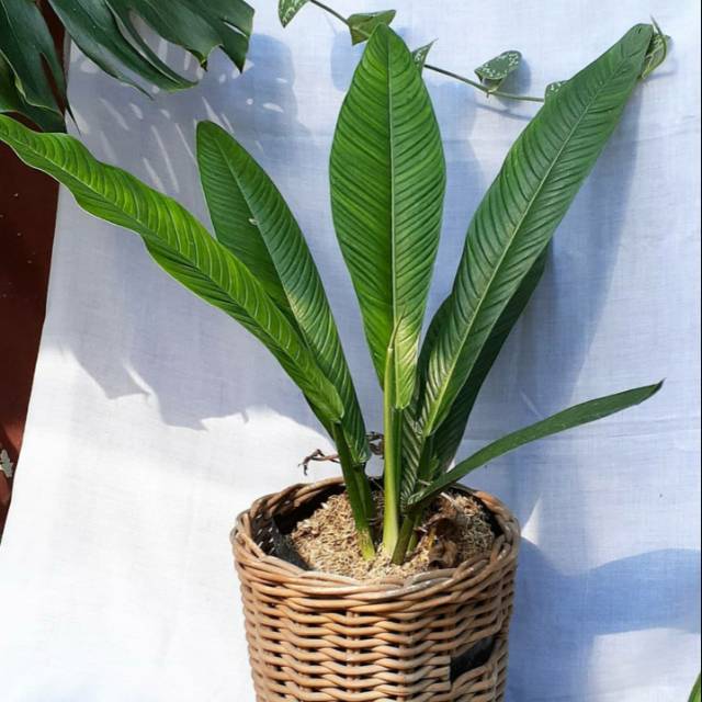 Tanaman philodendron linet