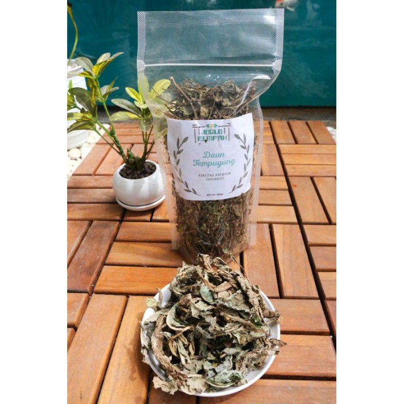 

Daun Tempuyung Kering Premium (organik) - 100 gram