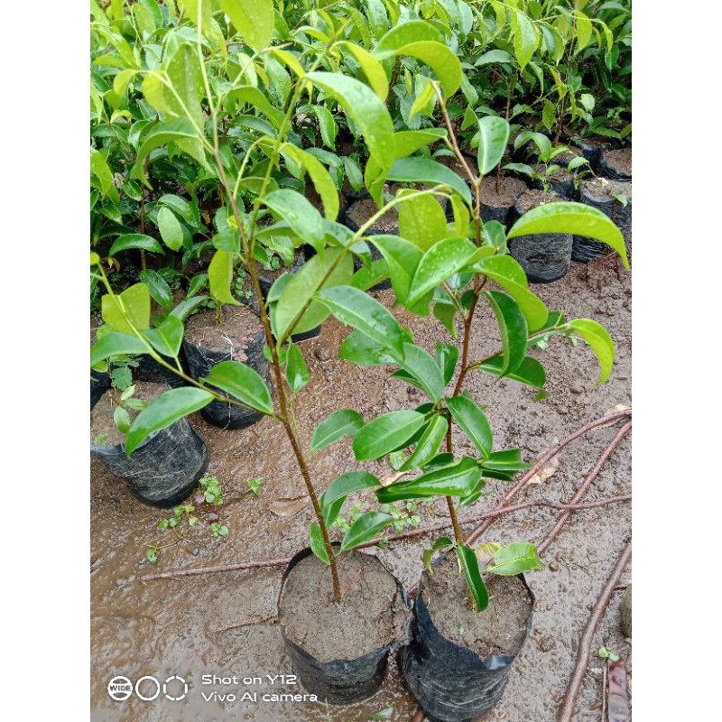 JUAL BIBIT POHON BERINGIN ARJUNA