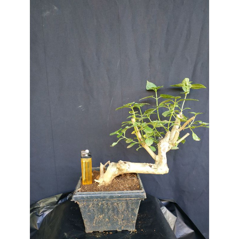 BONSAI LANTANA / BAHAN BONSAI LANTANA C4