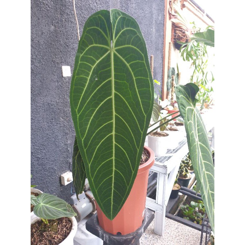 Tanaman Hias Anthurium warocqueanum Lidah Gajah 80 cm