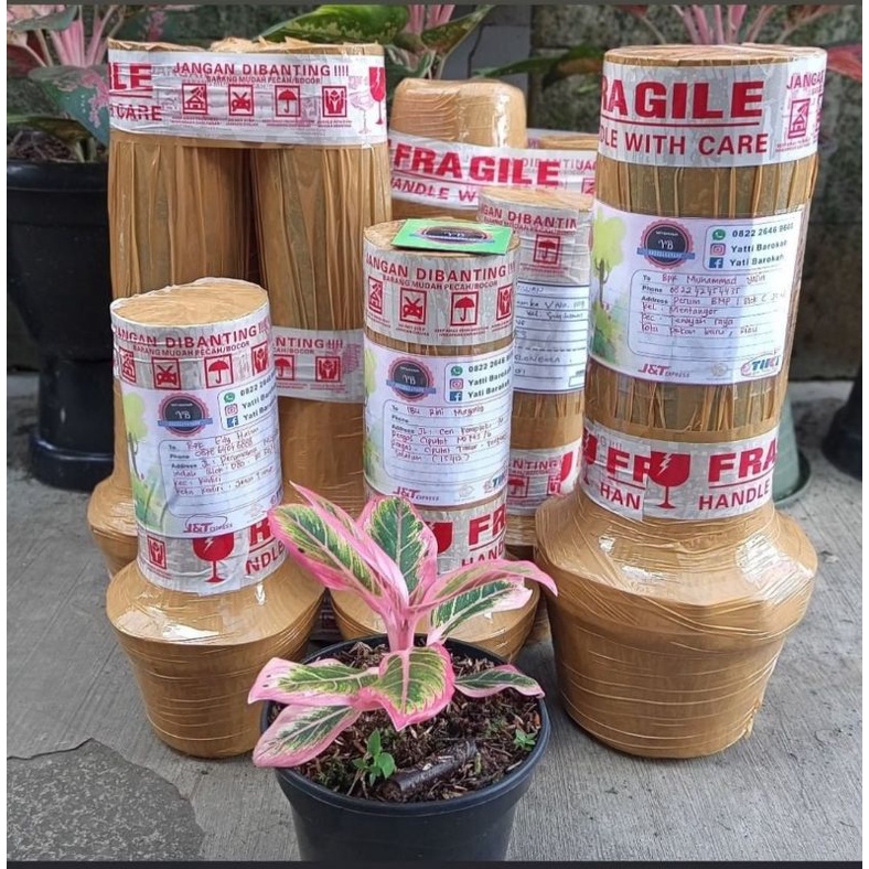 Aglaonema Lotus delight Remaja Lokal Murah