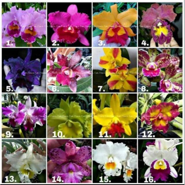 Seedling Anggrek Cattleya
