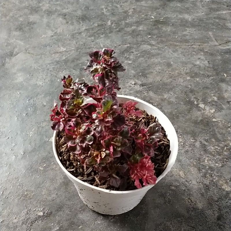 piniti varigata pink/krokot varigata pink