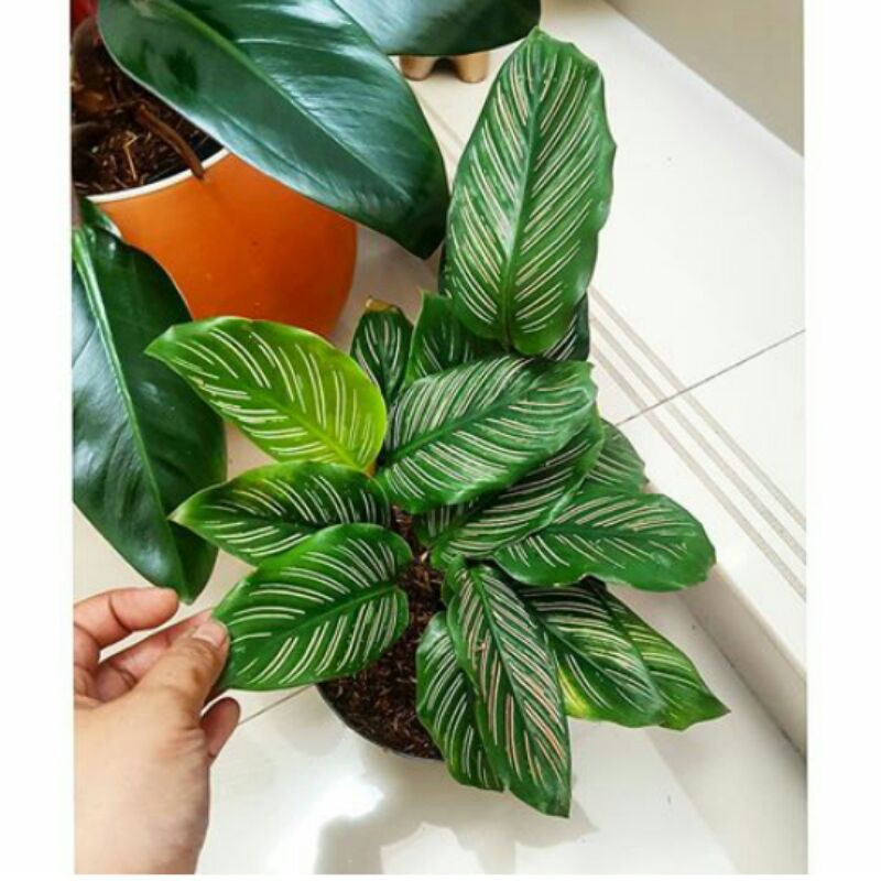tanaman hias calatea pinstip - calatea pinstrip - pinstrip - calatea