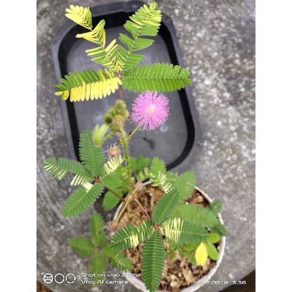 putri malu varigata / pohon ajaib