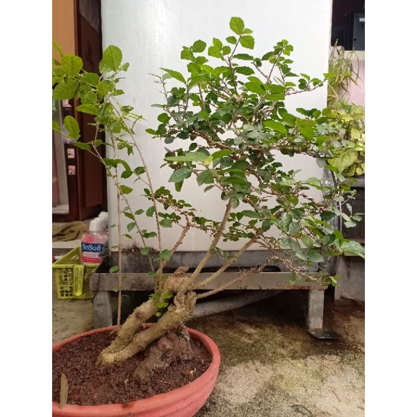 Bahan Bonsai Serut