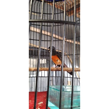 murai batu medan betina ring H & R bf pe 13