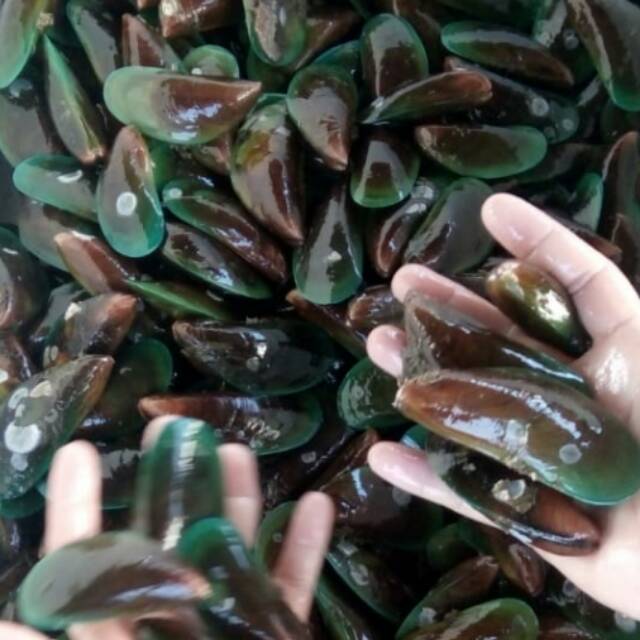 

kerang hijau fresh hidup