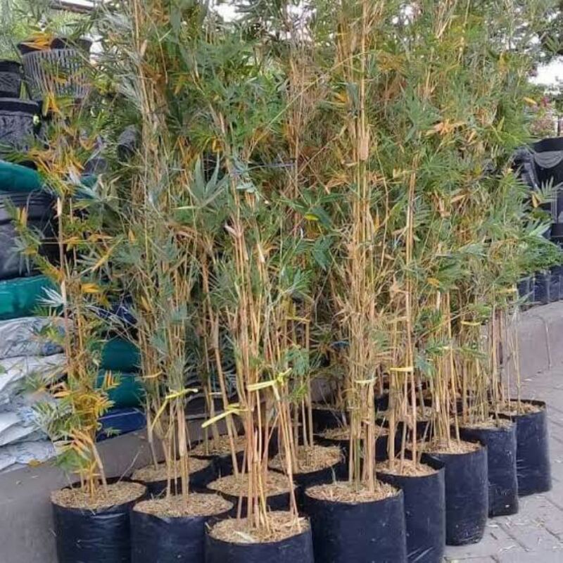 bibit bambu kuning mini