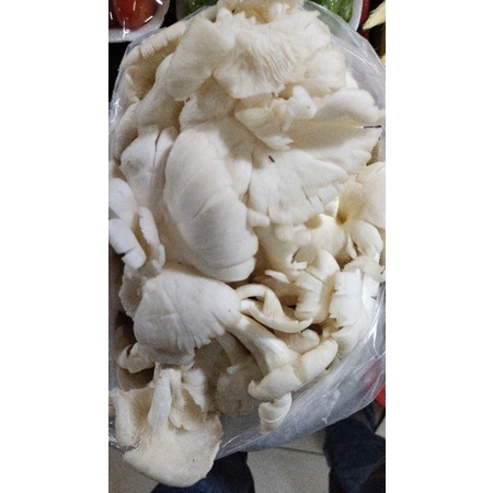 

Jamur Tiram Putih 200gr