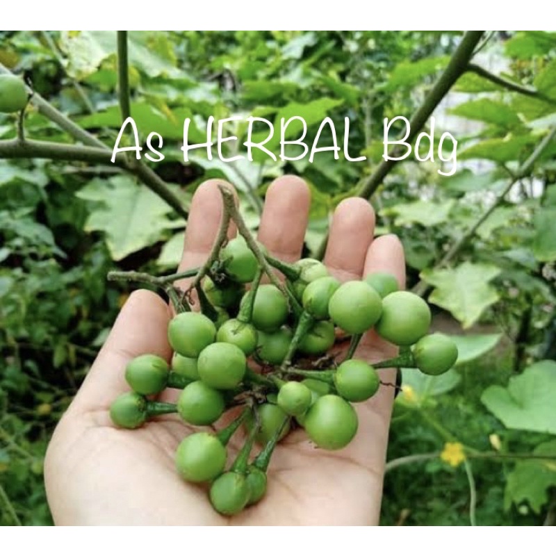 

Buah cepokak segar / buah takokak segar 500 gram-az