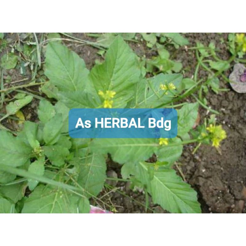 

Daun sawi tanah sawi liar sawi hutan segar 300 gram-az
