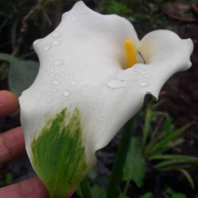 Benih Umbi Calla Lily Import