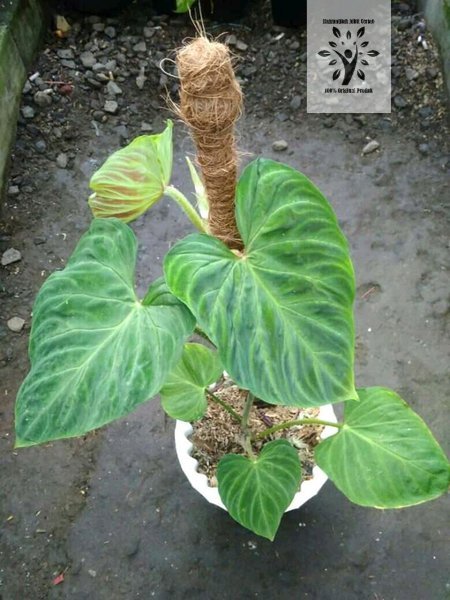 Bibit Bonggol Philodendron Verrucosum