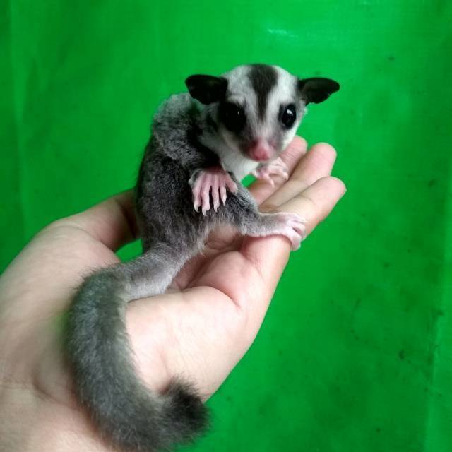 Sugar Glider Jenis Classic Grey Jantan Shopee Indonesia