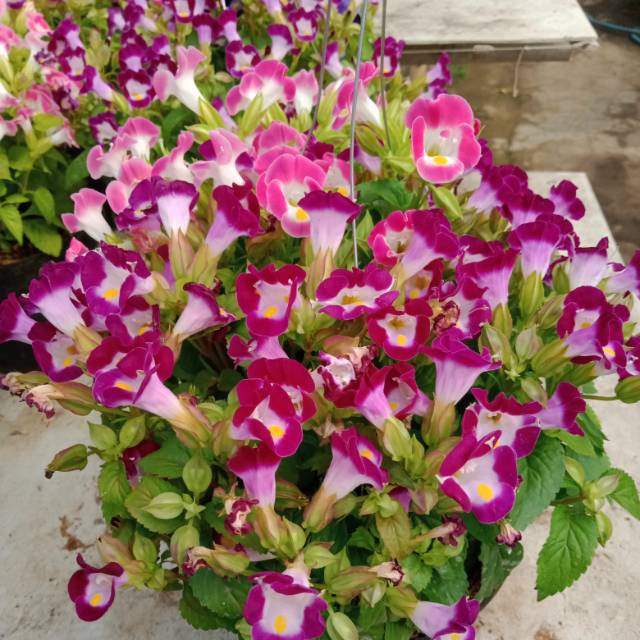 Tanaman Hias Mata Kucing - Torenia Fourneri - Sudah Berbunga