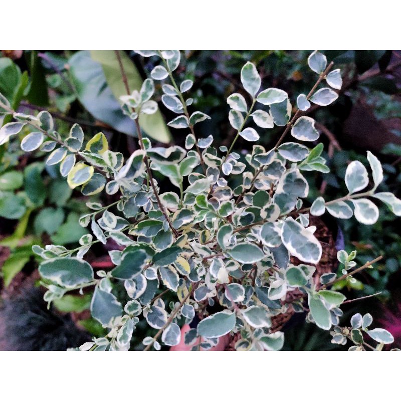 Legistrum Variegata Bahan bonsai