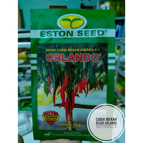 BENIH CABE BESAR HIBRIDA F1 ORLANDO 10gr