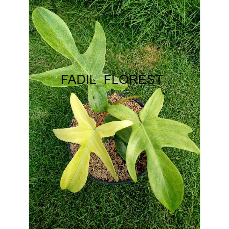 philodendron florida varigata