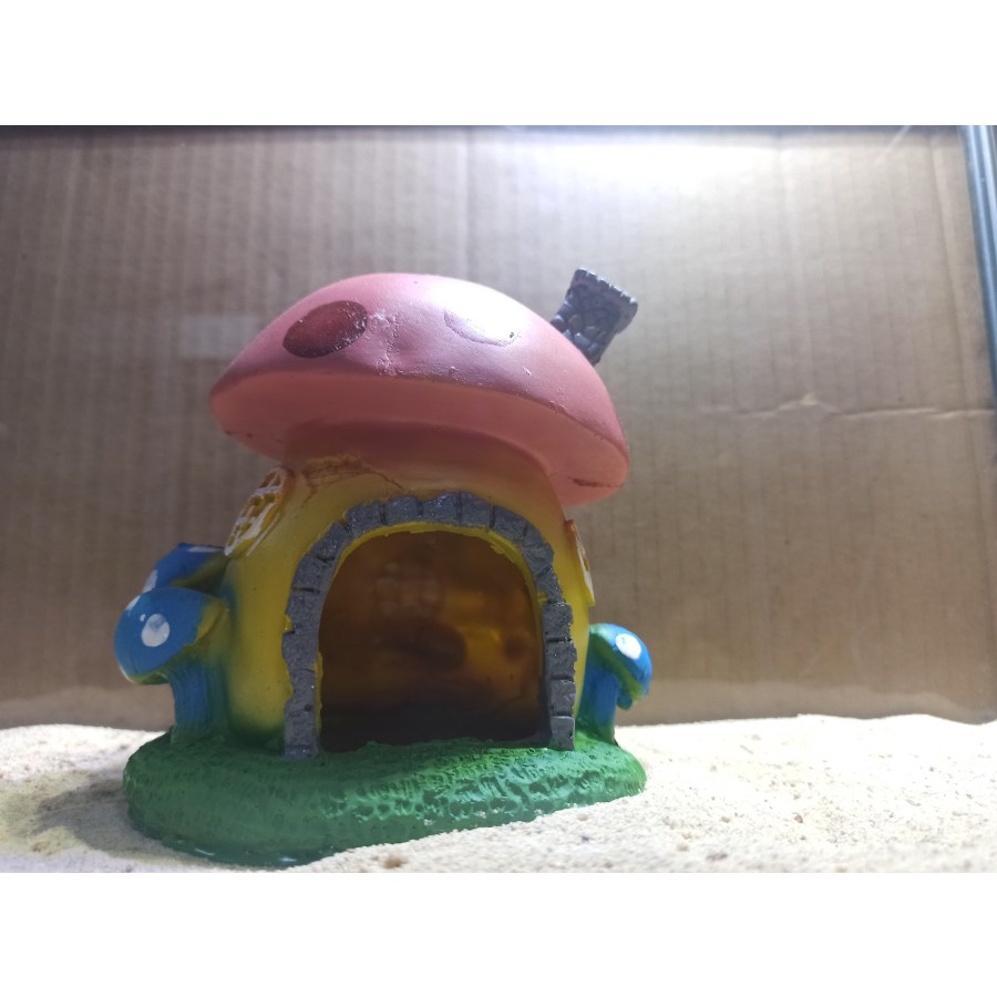 HIASAN AQUARIUM RUMAH JAMUR