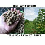 benih biji jati solomon unggulan-biji-benih 1kg