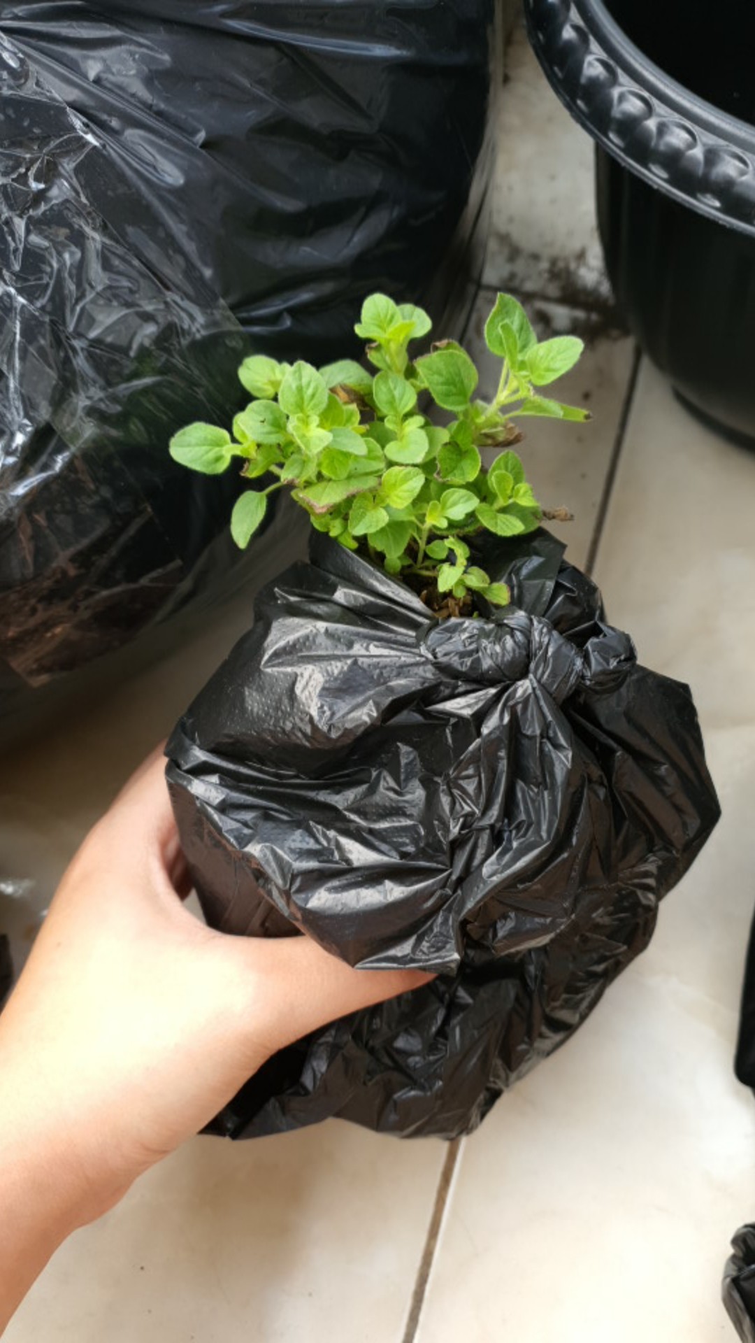 Tanaman Oregano/bumbu Masakan/rempah