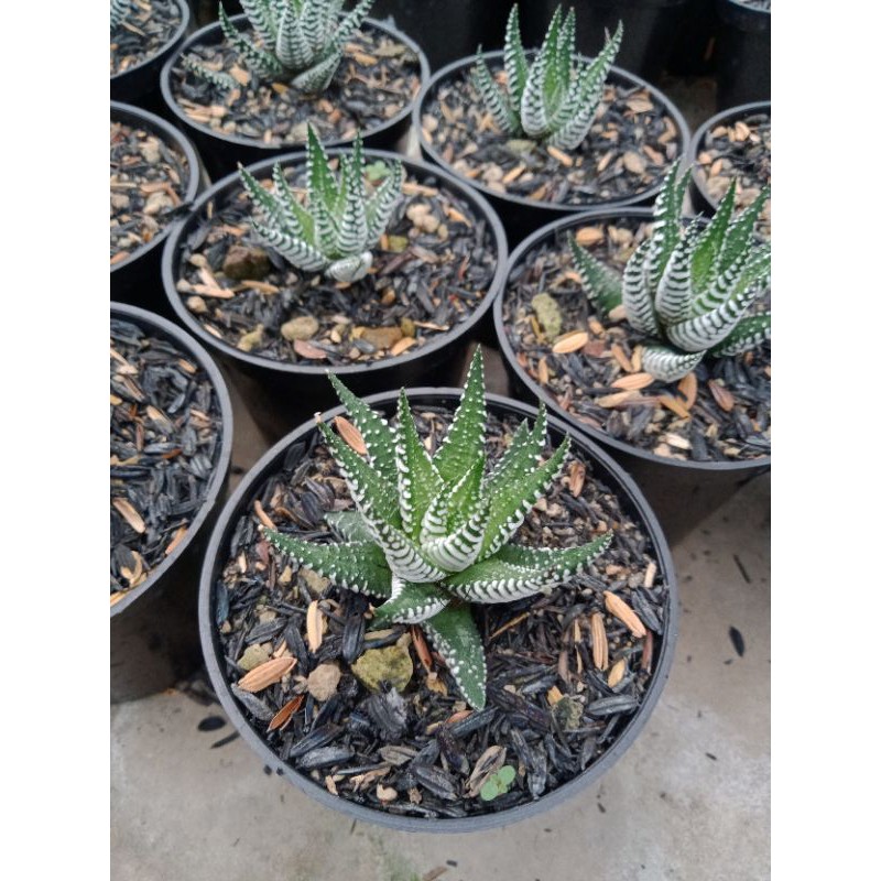 Haworthia Zebra