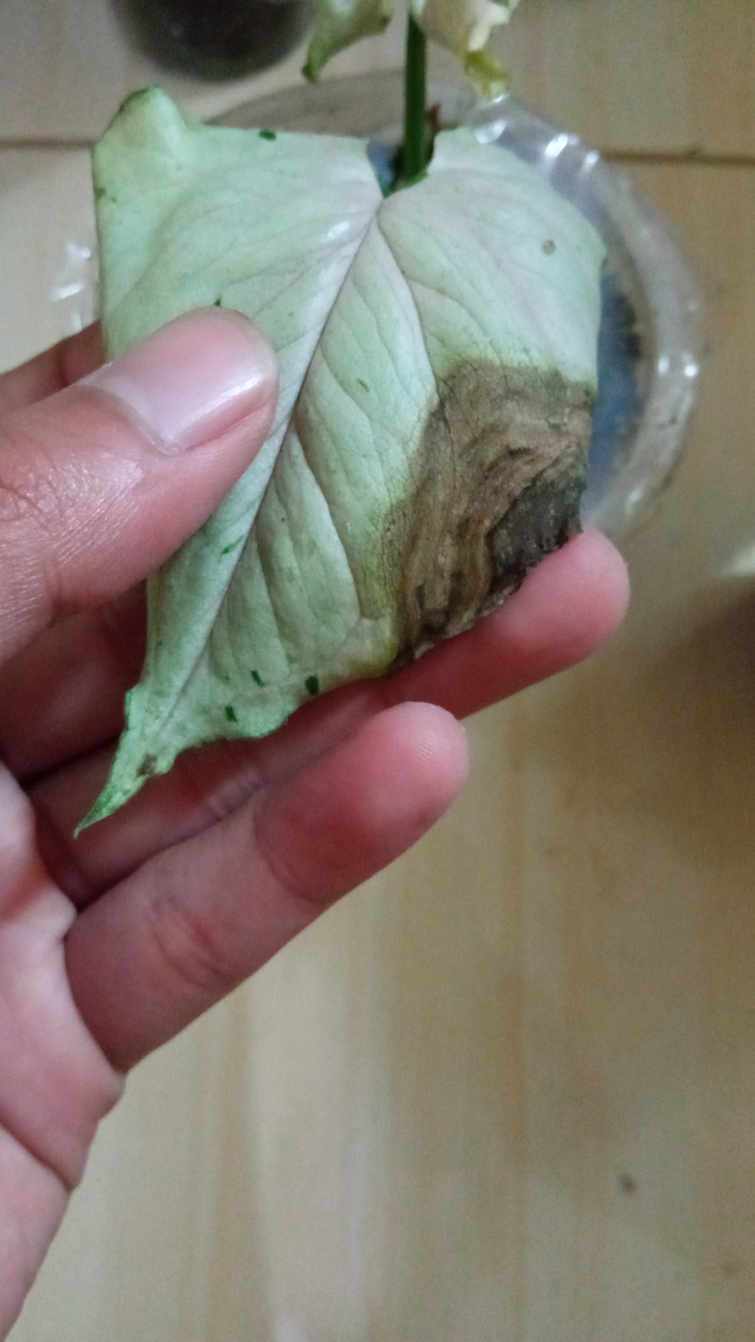 Synginium Green Splash