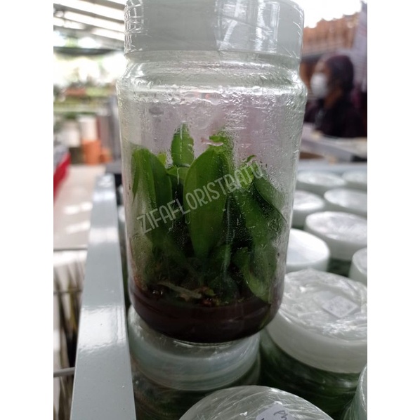 Seedling anggrek bulan