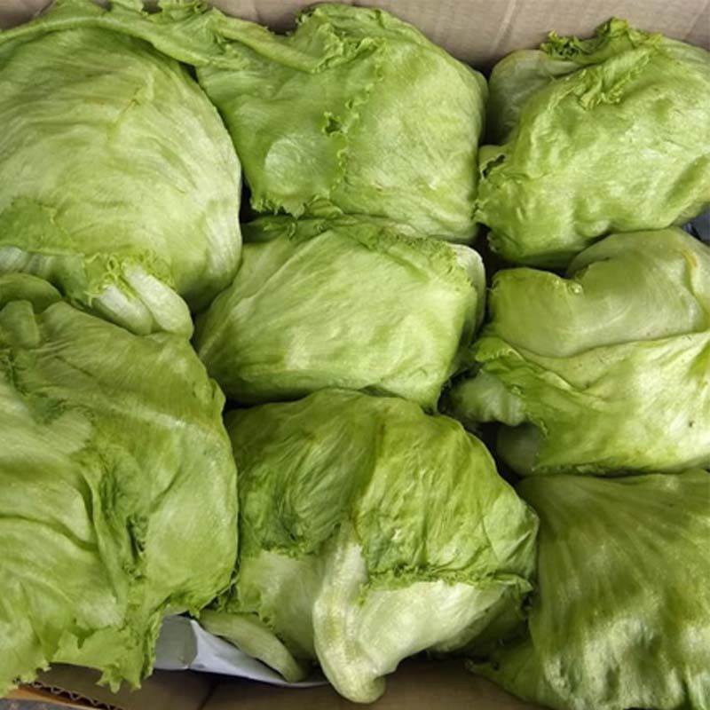 

Lettuce Head Sayur Lektus
